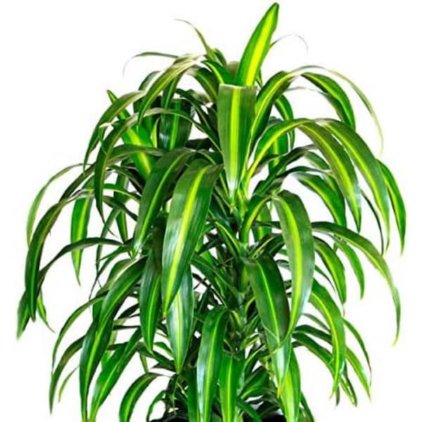 Wekiva Foliage Dracaena Hawaiian Sunshine-Live Plant in an 10 Inch Growers Pot-Dracaena Deremensis "Hawaiian Sunshine"-Houseplant