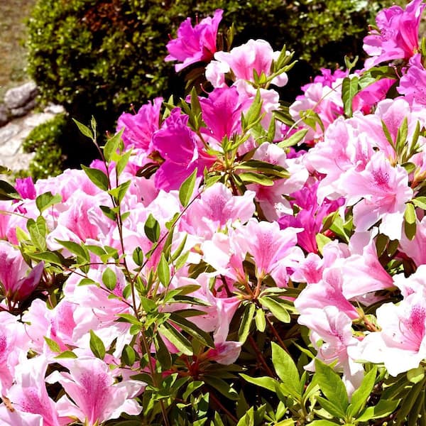 national PLANT NETWORK 1 Gal. Azalea Conversation Piece Flowering