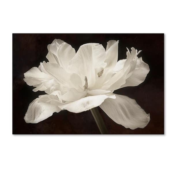 Trademark Fine Art 30 in. x 47 in. "White Tulip I" by Cora Niele Printed Canvas Wall Art