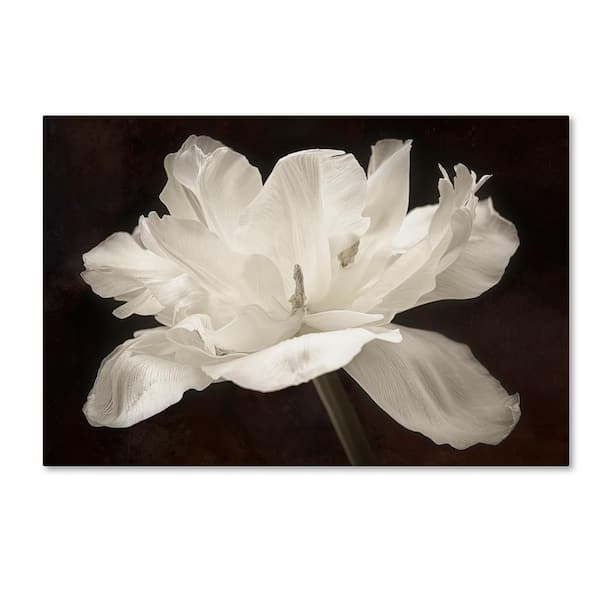 Trademark Fine Art 22 in. x 32 in. "White Tulip I" by Cora Niele Printed Canvas Wall Art