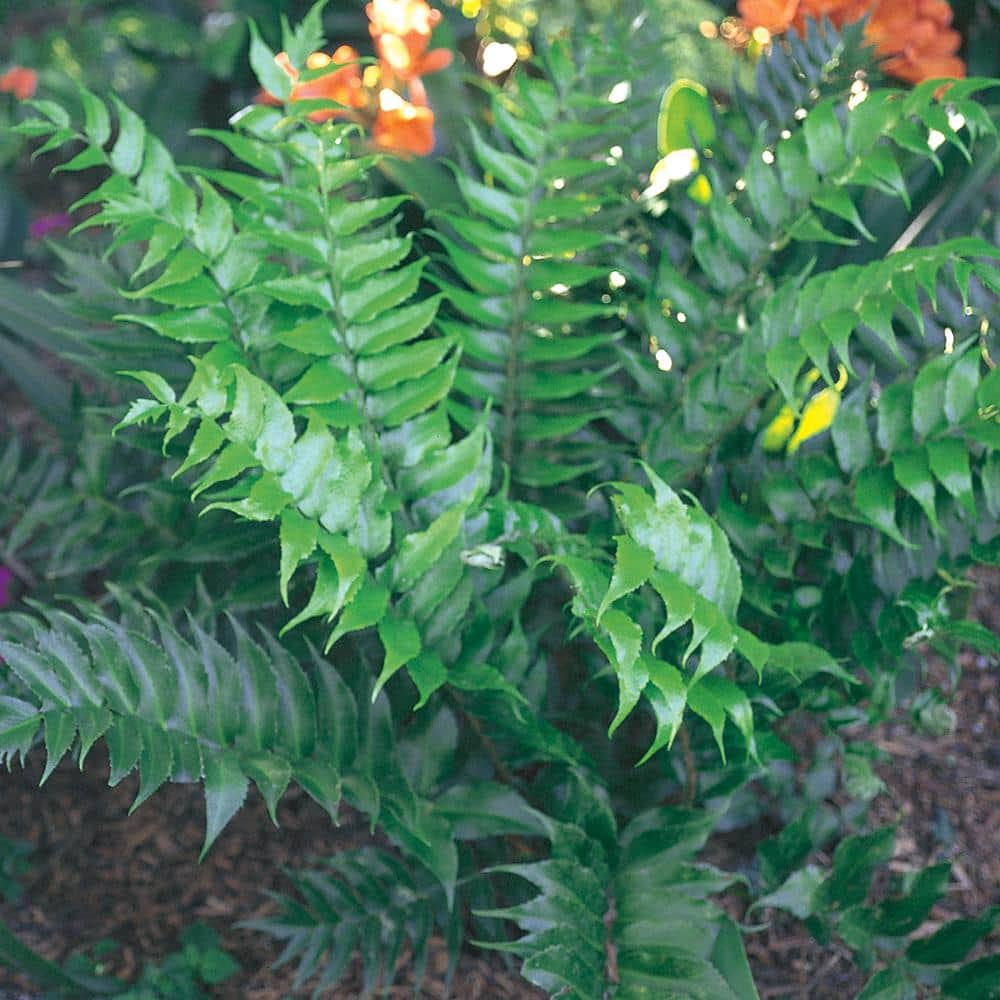Exciting Japanese Holly Fern Plant Gallery