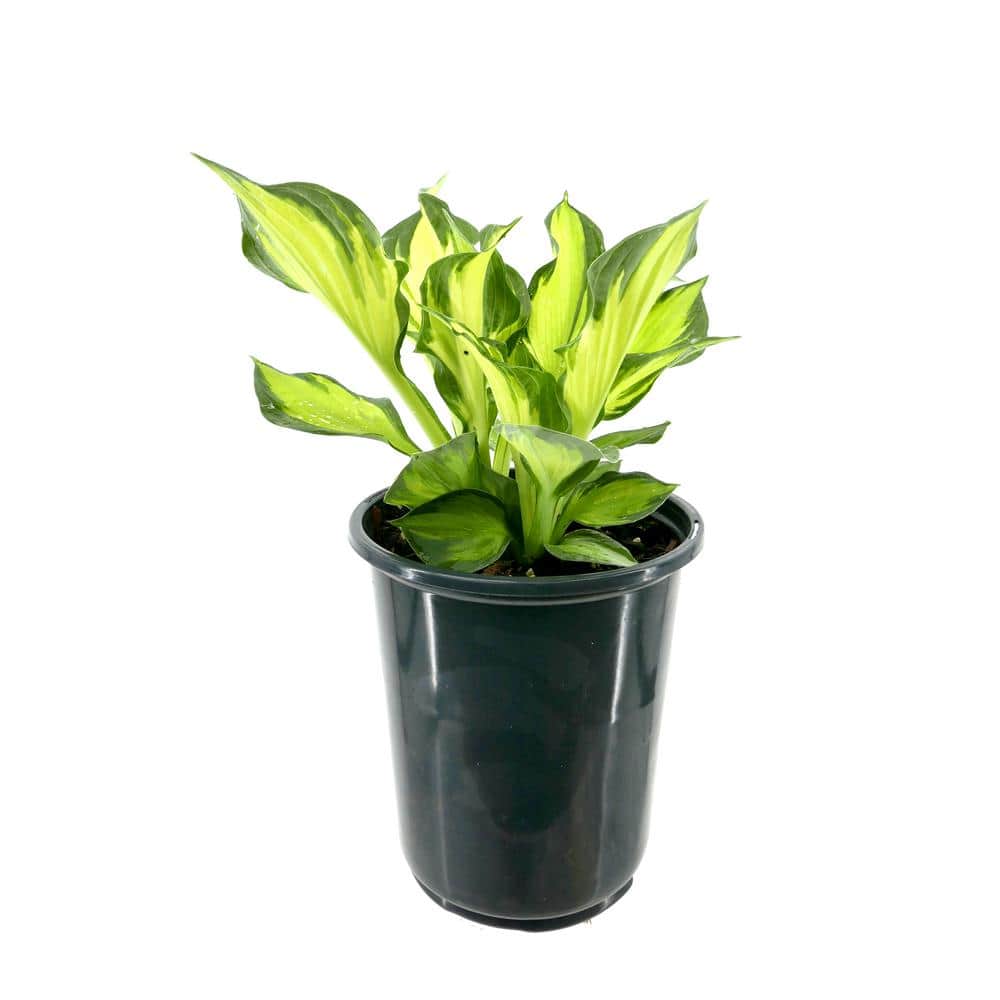 2.5 qt. Perennial Hosta Colored Hulk