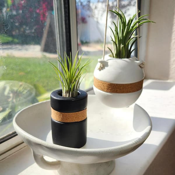 ALTMAN PLANTS Live Air Plant Gift Home Decor (Pet-Safe Houseplants