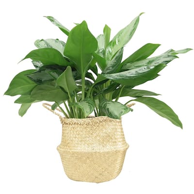 9.25 in. Aglaonema, Chinese Evergreen Plant in Natural Decor Basket