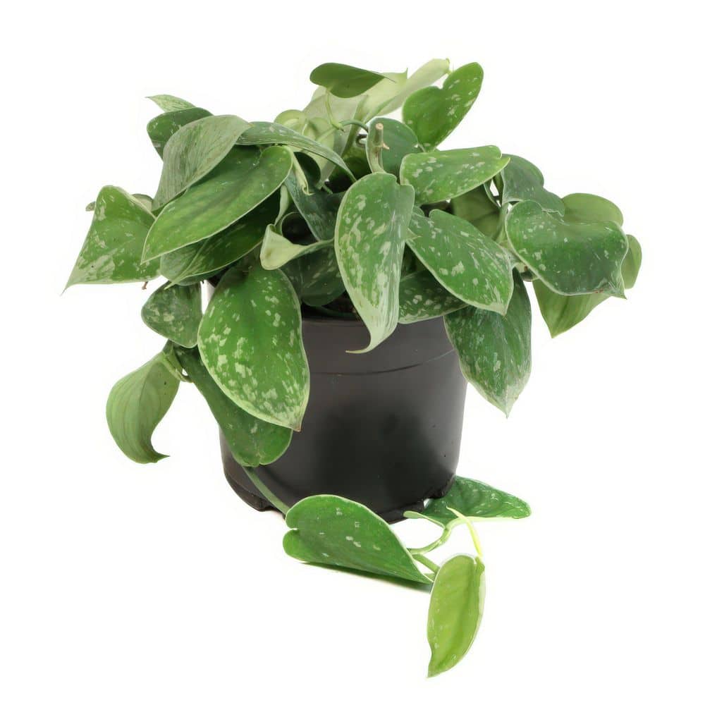 5.5 in. Silvery Ann Pothos Plant in Grower Container price history on PriceWatchPro