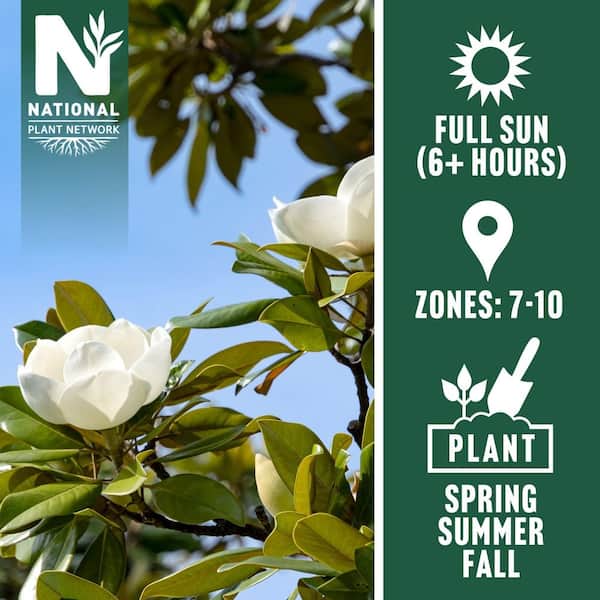 3 gal. Magnolia Little Gem