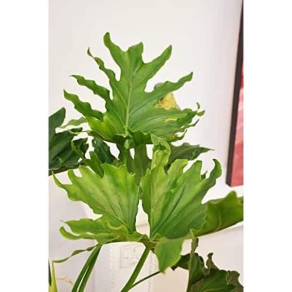Wekiva Foliage Philodendron Hope-Live Starter Plant in 2 in Growers Pot -Thaumatophyllum Bipinnatifidum-Rare Elegant Indoor Houseplant