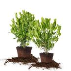 3 Gal. Ocala Anise Shrub (2-Pack)