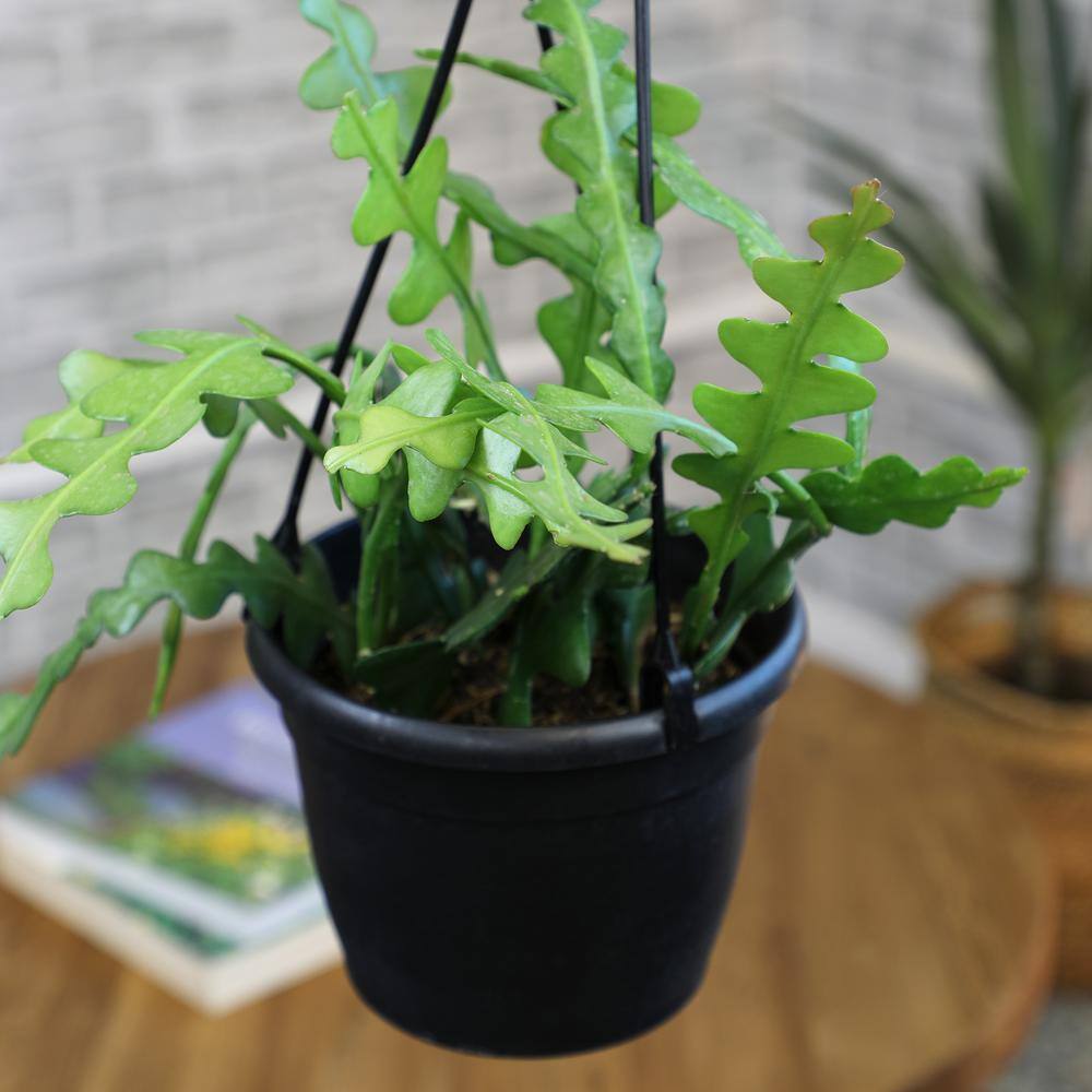 Epiphyllum Zigzag Fishbone Cactus in Black Plastic Hanging Pot