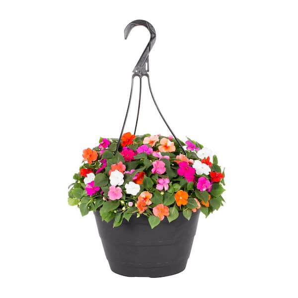 METROLINA GREENHOUSES 1.25 Gal. Impatiens Hanging Basket Annual Plant