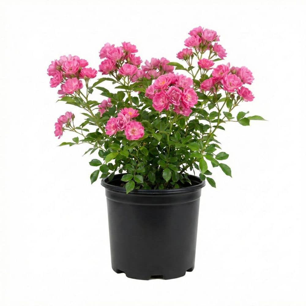 Vigoro MY LANDSCAPE ROSE #2 1013139206 - The Home Depot