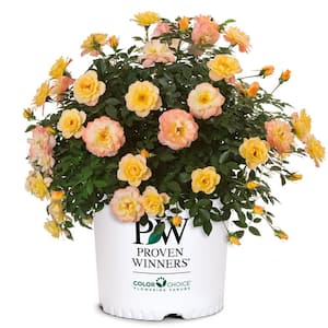 2 Gal. Oso Easy Italian Ice Rose Plant with Soft Yellow and Pink Flowers