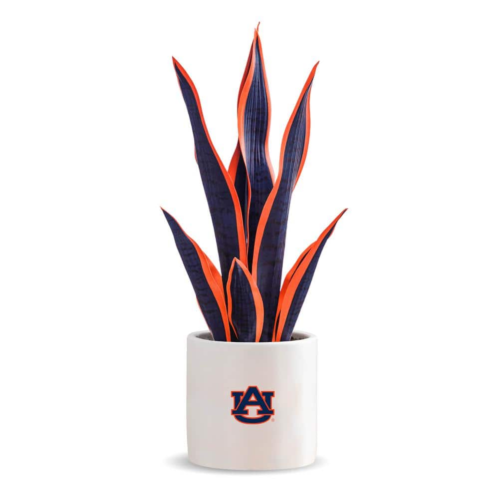 20 in. Auburn Artificial Snake Plant - Auburn Fan Gifts price history on PriceWatchPro