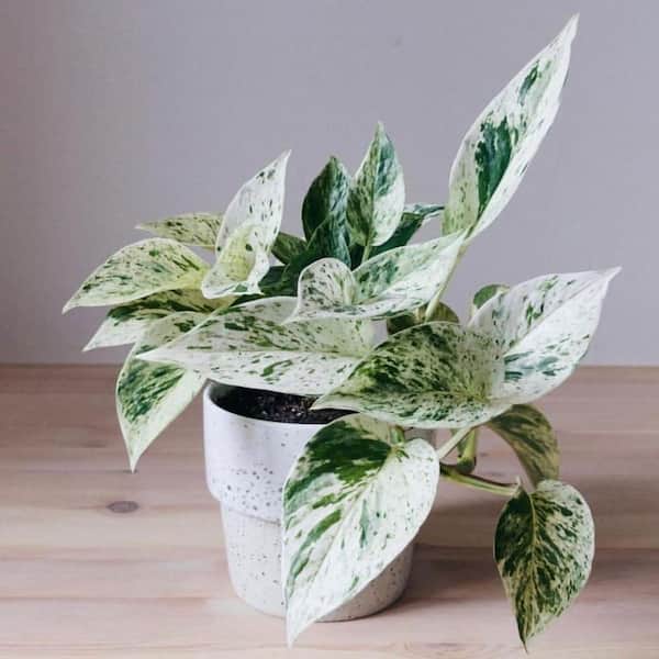 Wekiva Foliage Marble Queen Pothos-Live Plant in a 6 in. Pot-Epipremmum Aureum-Stunning Houseplant with Unique Foliage