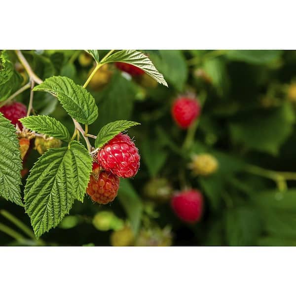 Wekiva Foliage Nantahala Raspberry Plant-Live Plant in a 2 in. Pot- Rubus -Grow Your Own Fruits-Garden Or Patio