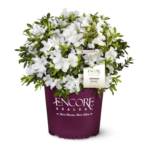 2 Gal. Autumn Ivory Dwarf Azalea Shrub with Reblooming White Flowers - Low-Maintenance Small Evergreen Bush