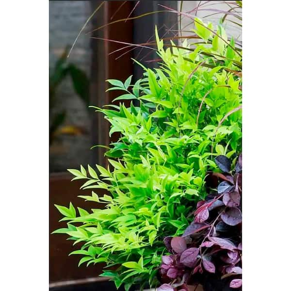 3 Gal. Lemon Lime Nandina Heavenly Bamboo Live Evergreen Shrub with Lime Green Foliage (1-Pack)