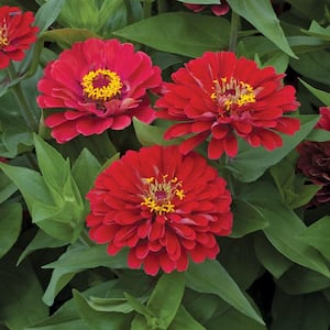 4.5 in. Red Zinnia Plant