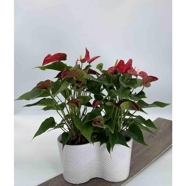 5 in. Double Anthurium Plant