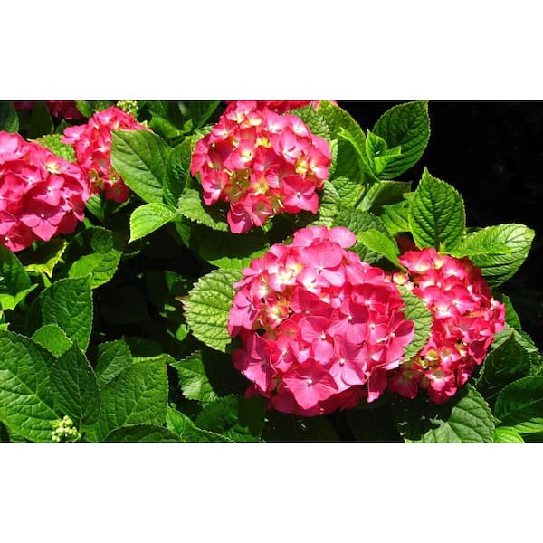 Hydrangea4937　0203 40-stem Mini Green Hydrangeas | Costco