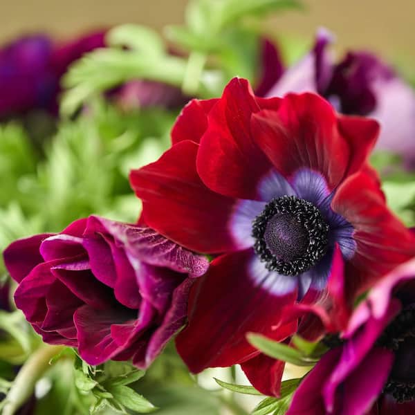 VAN ZYVERDEN Wind Flowers Bulbs Anemones Meron Bordeaux (Set of 25