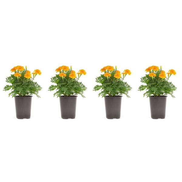 1.38 Pt. Marigold Plant Orange Flower in 4.5 in. Grower's Pot (4-Plants)