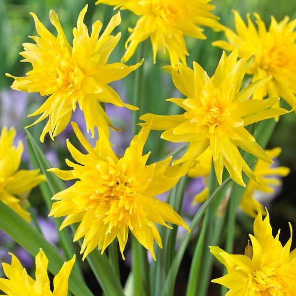 VAN ZYVERDEN Daffodils Bulbs Rip Van Winkle (Set of 12)