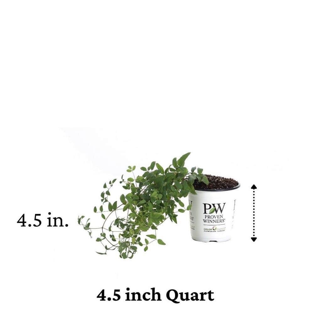 Pink Mink Clematis Trailing Flowering Shrub, 4.5 in. Quart