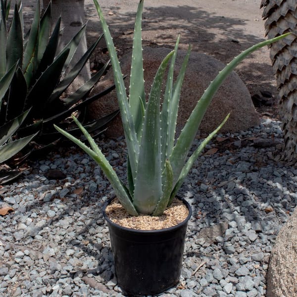 Altman Plants 20 inch Live Aloe Vera Plant in 1 Gal. Grower Pot Easy Care Large Succulent