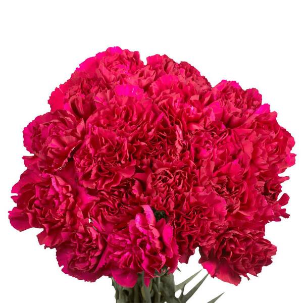 Globalrose Purple Carnations- Fresh Flower Delivery (200 Stems)