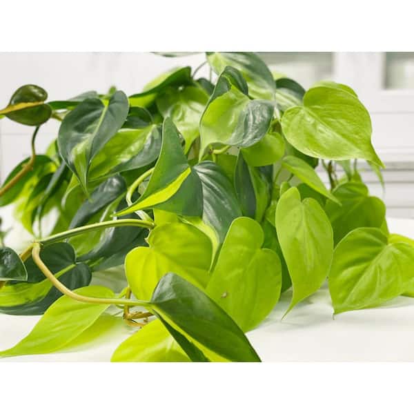 Wekiva Foliage Brasil Philodendron-Live Plants in 6 in. Pots-Rare and Elegant Indoor Houseplant