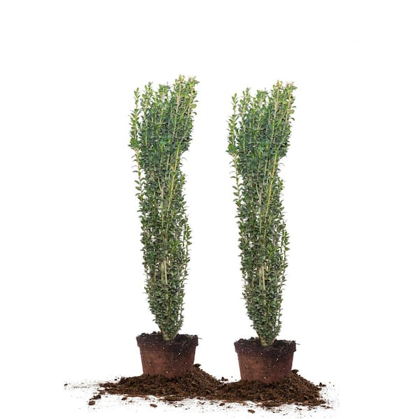 Perfect Plants 3 ft. - 4 ft. Sky Pencil Holly Shrub 2-Pack
