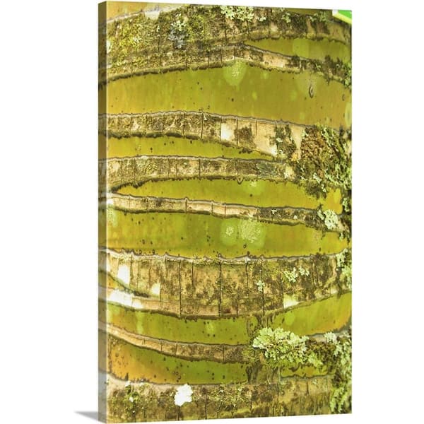 GreatBigCanvas "Hawaii, Oahu, Close-Up Of Coconut Palm Tree Bark Texture" by Brandon Tabiolo Canvas Wall Art