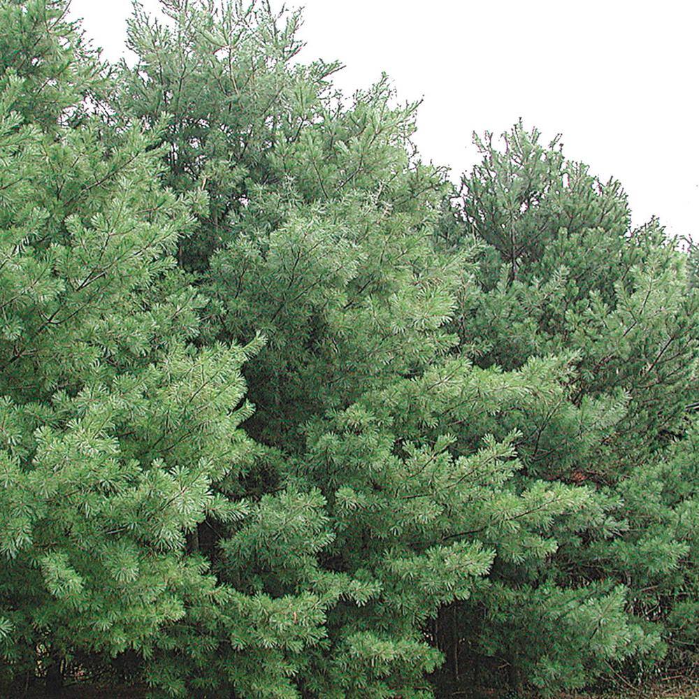 Eastern White Pine Evergreen Tree in 1 Gallon Pot