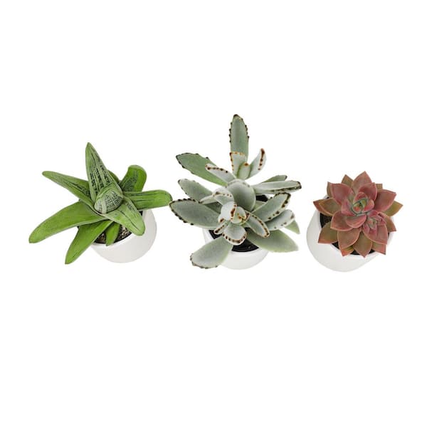 SMART PLANET 5.5 in. Succulent Garden in Taupe Ribbed Glazed Planter  0872535 - The Home Depot