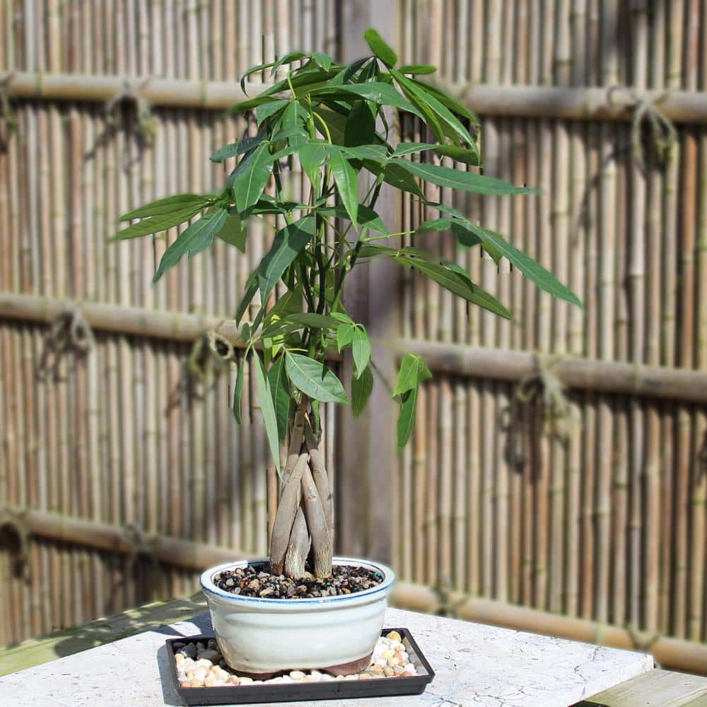 Braided Money Tree Indoor Bonsai in Blue Ceramic Pot