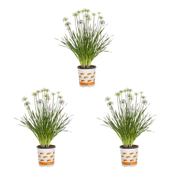 Vigoro 2 Qt. Allium Millenium Perennial Plant (3Pack) 4517 The Home
