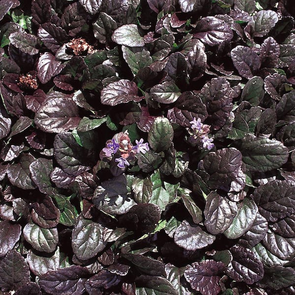ALTMAN PLANTS 1-Pint. Bronze Bugleweed Plant