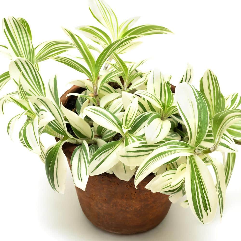 6 in. Tradescantia Pistachio White Succulent in Black Planter