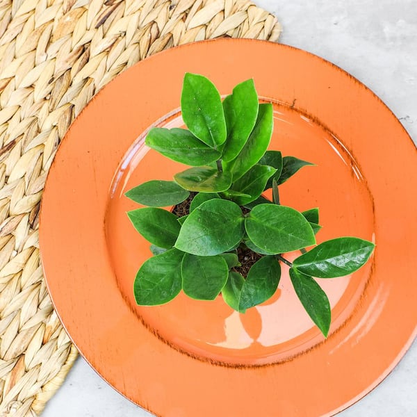 ALTMAN PLANTS 6 in. ZZ Plant (Zamioculcas Zamiifolia) Single