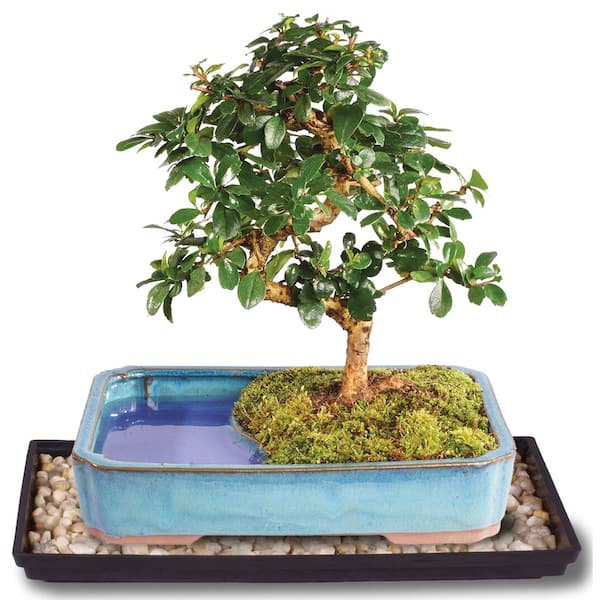 Brussel's Bonsai Fukien Tea Bonsai in Land Water Pot CT0218FTWP