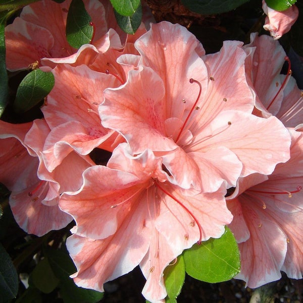 Encore Azalea 2 Gal Autumn Sunburst Shrub With Bicolor Coral Pink And White Reblooming Flowers 80692 The Home Depot