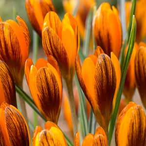 7/8 cm, Orange Monarch Snow Crocus Flower Bulbs (Bag of 100)