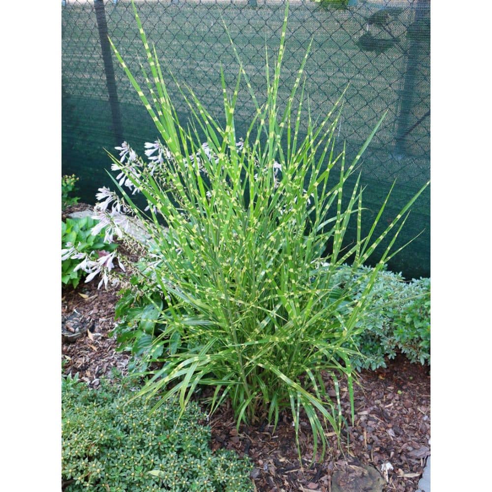 1 gal. Porcupine Grass with Tall 6 foot Foliage Sporting Colorful Cream Colored Variegation price history on PriceWatchPro