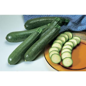 4 In. Burpee Hybrid Zucchini Summer Squash Vegetable Plant (6-Pack)