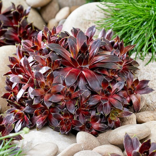 Direct Gardening Coconut Crystal Hens and Chicks Dormant Bare Root