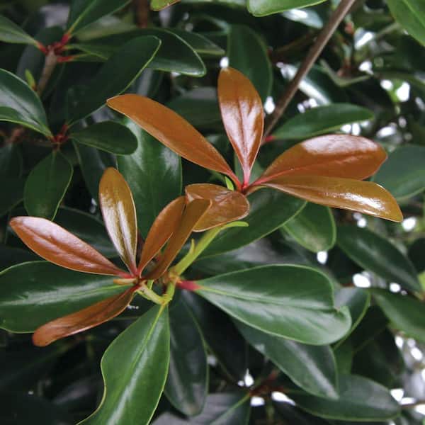 Southern Living Plant Collection 7 Gal. LeAnn Cleyera - Live Mid-Sized Evergreen Shrub, Glossy Foliage