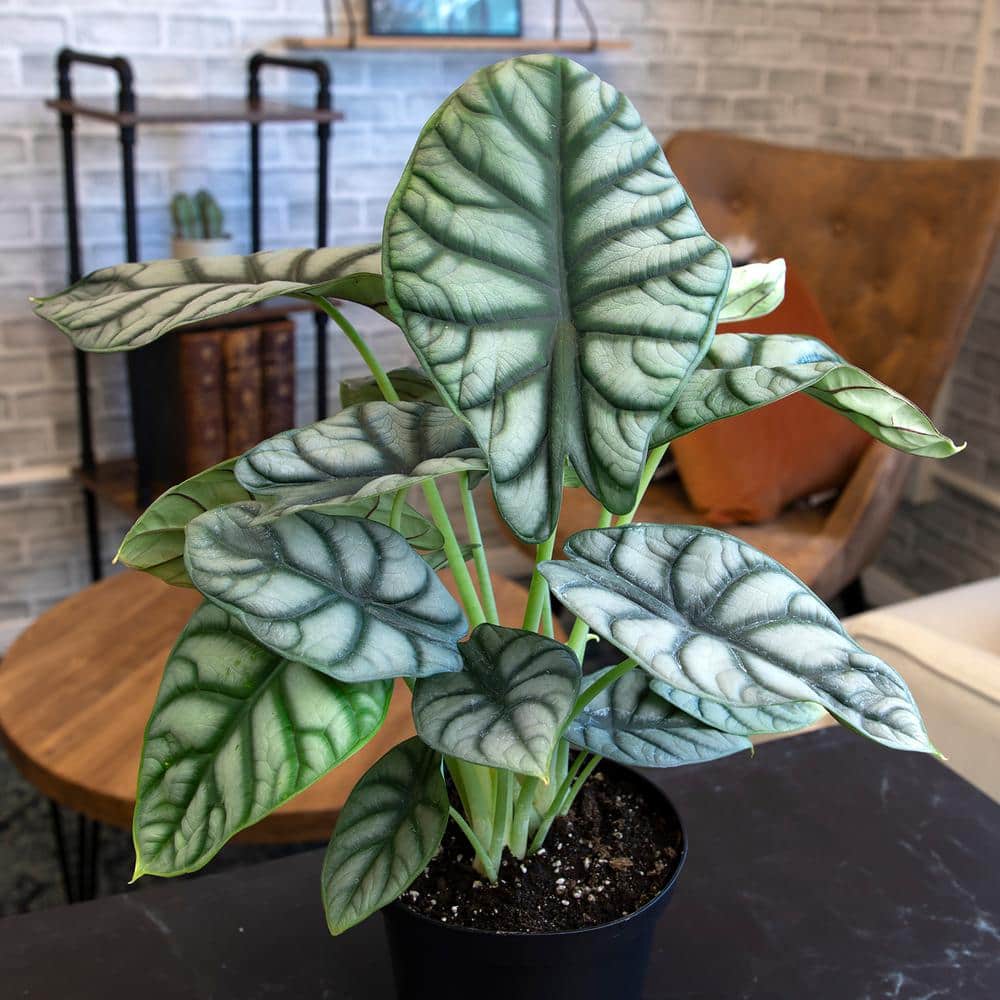 Silver Dragon Alocasia in Black Plastic Planter