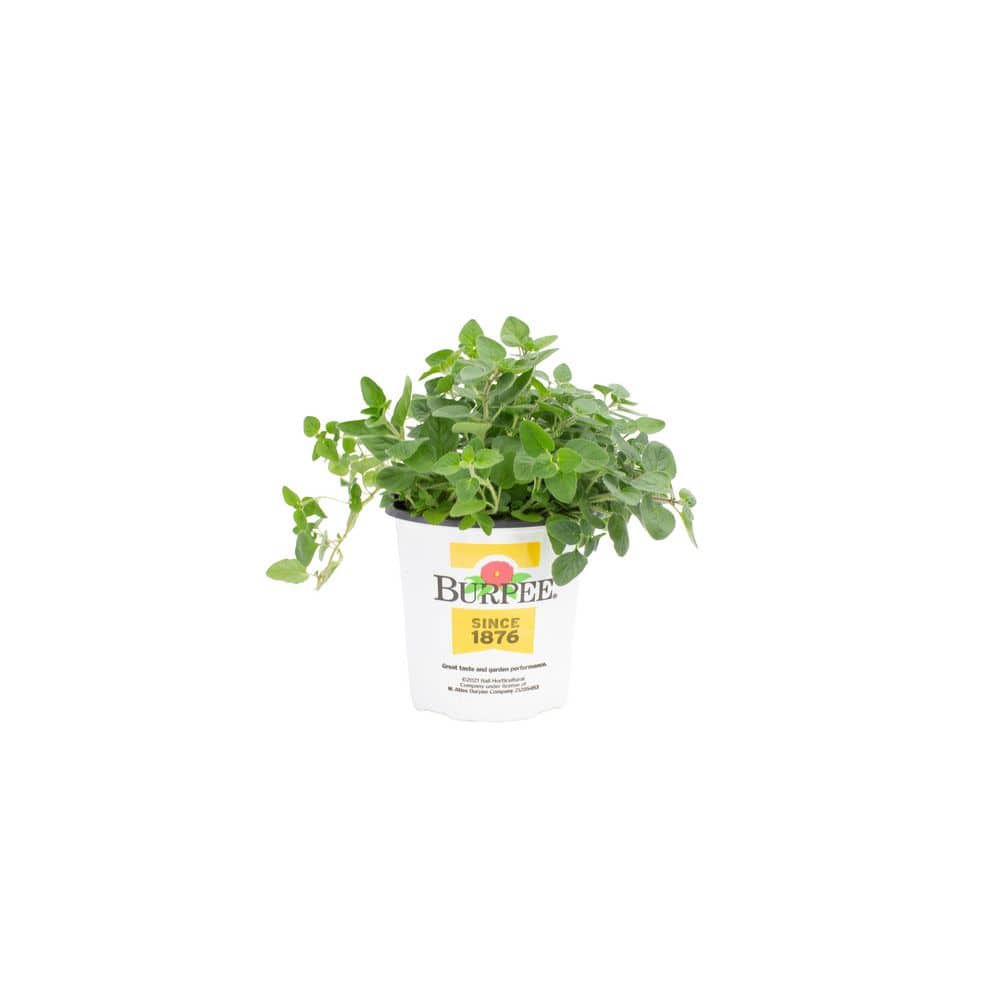 modern plant pots SAKURA Planter
