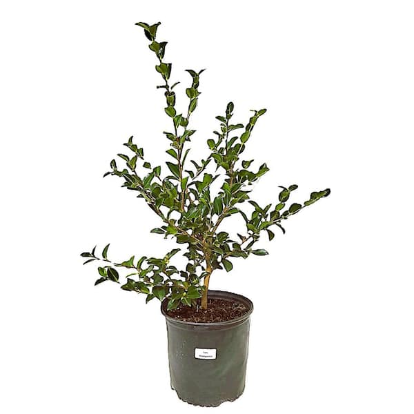 Unbranded 3 Gal. Camellia Sasanqua Shishigashira with Red Blooms